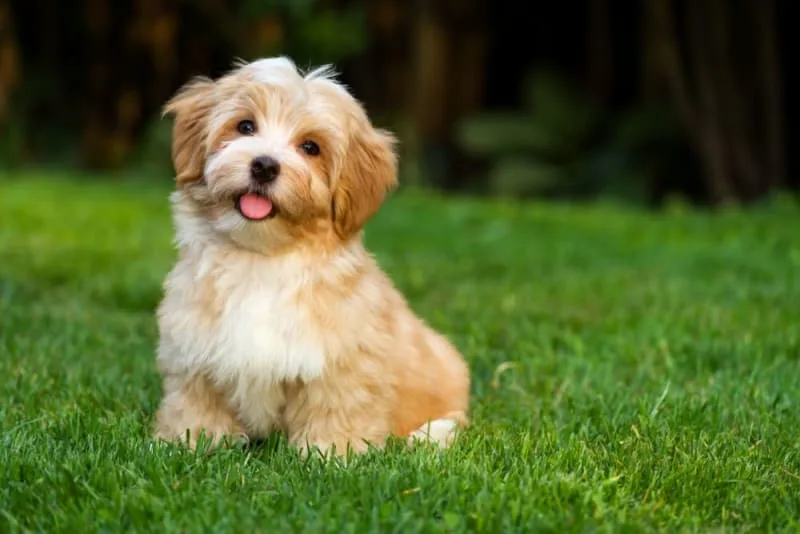 Should I get my dog vaccinated? Why & When To Do It