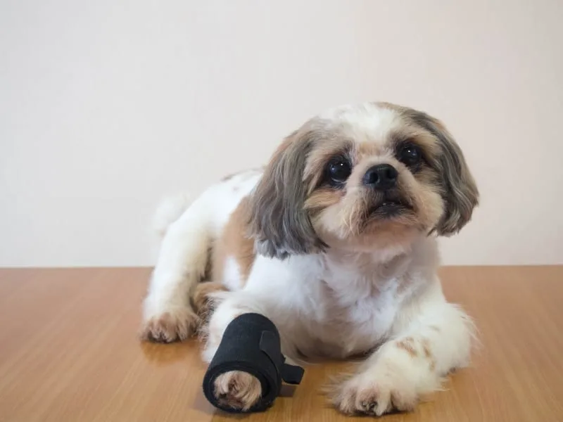 What to Do If Your Dog Breaks a Bone