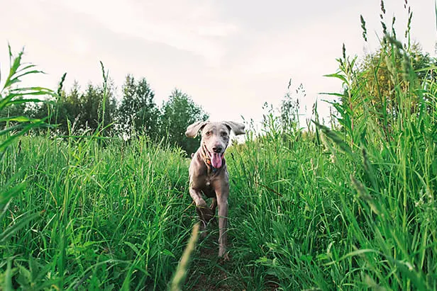 Why Dogs Eat Grass - Should You Be Concerned?