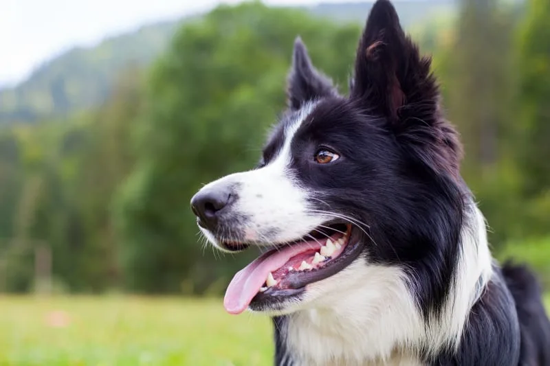 Excessive panting in dogs