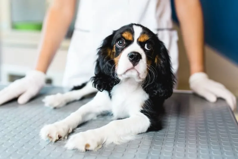 Hookworm in Dogs: Signs, Treatment & Prevention