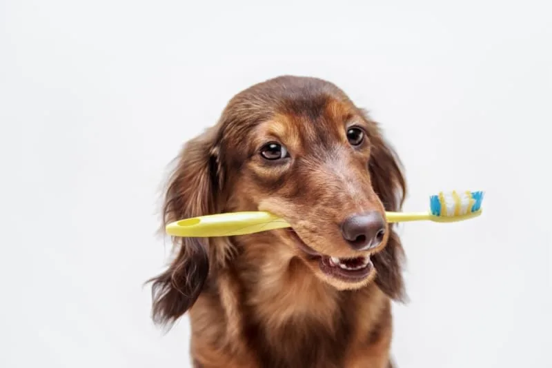 Common Dental Problems in Dogs