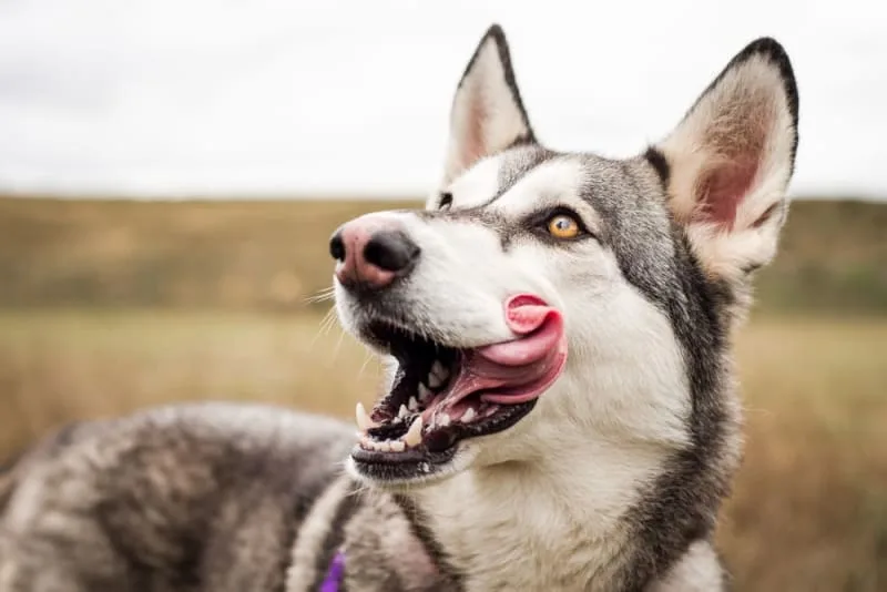 Why Do Dogs Eat Grass?