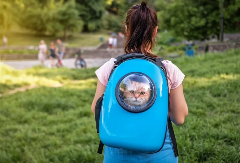 Tips on How to Travel With a Cat