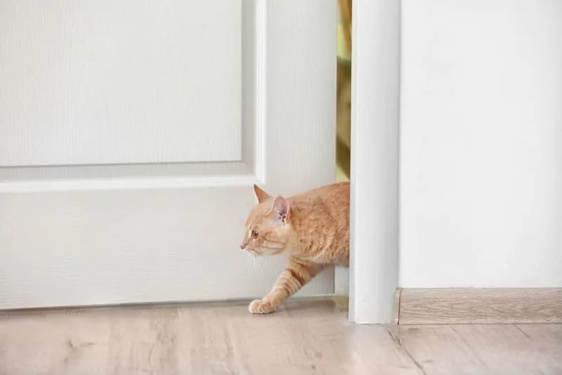 Rabies Symptoms in Cats