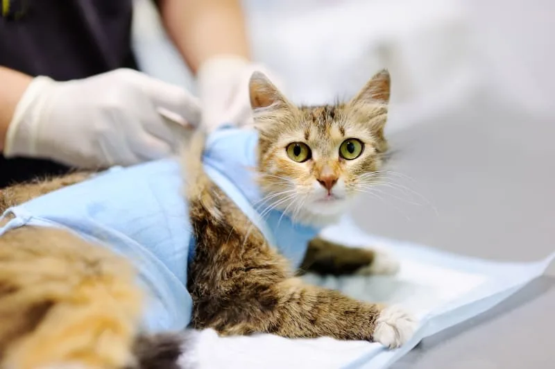 FHO Surgery in Cats