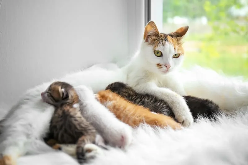 Is my cat pregnant? How can I tell?