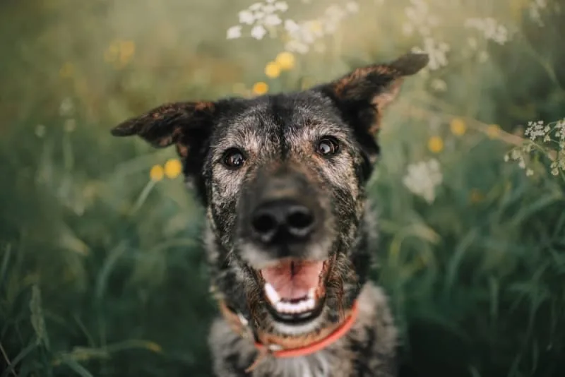 The Best Dog Food for Senior Dogs