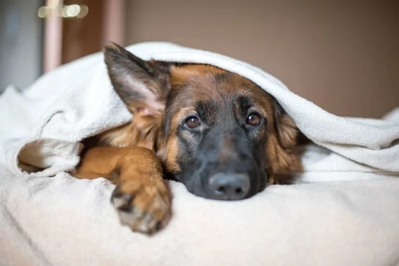 Kennel Cough In Dogs & How To Treat It