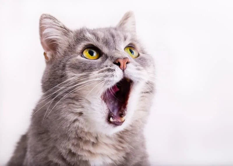 Dental Disease in Cats - Common Symptoms and Problems