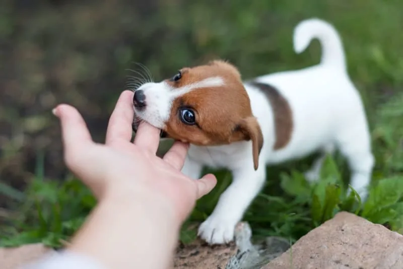 Teething in Puppies: Tips & Tricks