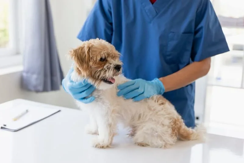 Why Does My Dog Need a Urinalysis?