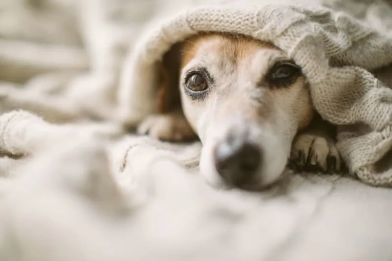 About Anaplasmosis in Dogs
