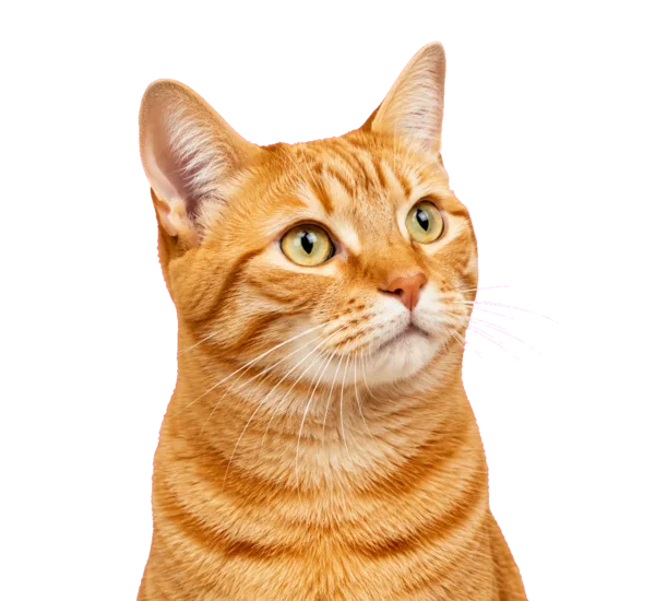 An orange tabby cat with tabby stripes and chartreuse eyes, looking upward.