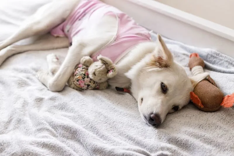 Getting Your Dog Fixed: When & What To Know