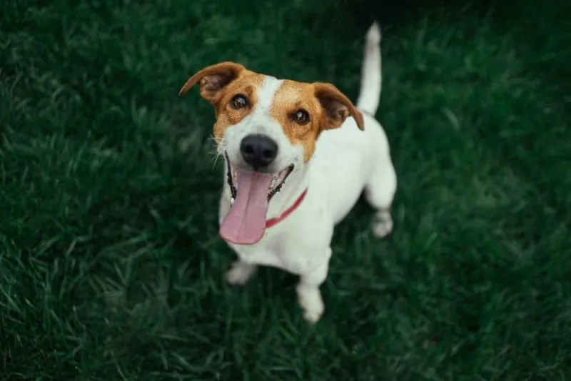 Best Dog Breeds for Kids