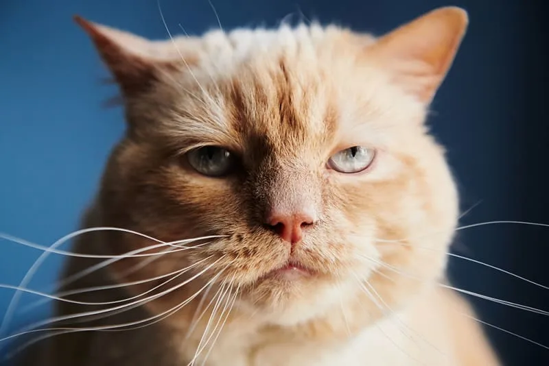 Cat Urinary Tract Infections & FLUTD
