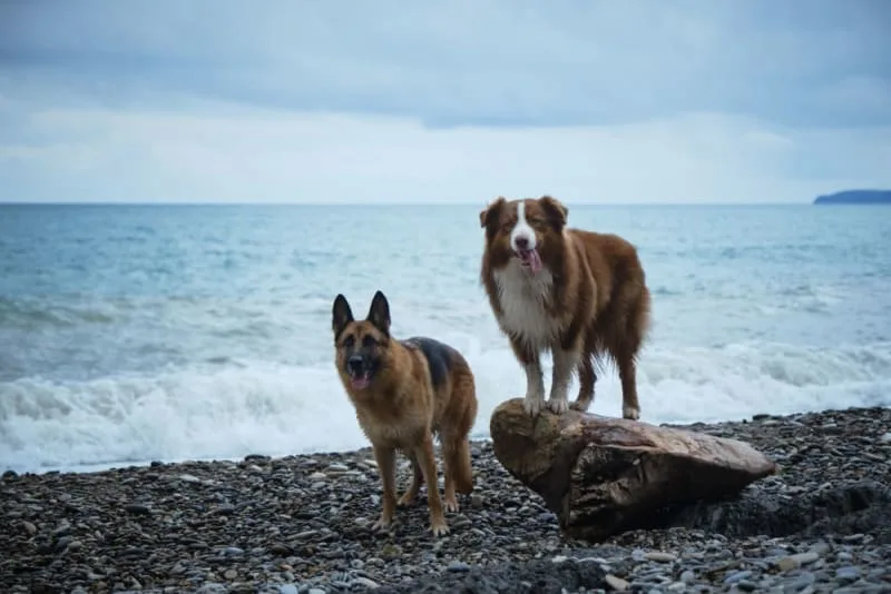 How To Recognize Diabetes in Pets