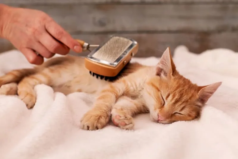 How to Bathe a Cat & How Often You Should Do It