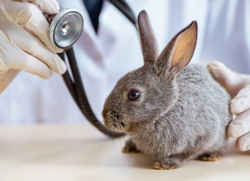 How Often Should I Take My Bunny To The Vet?
