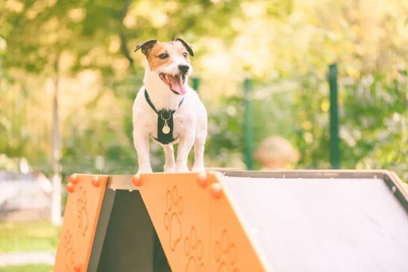Tips for Veterinary Boarding for Senior Dogs