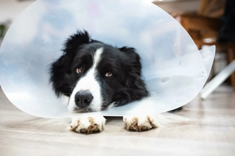 Dog Recovering from Surgery