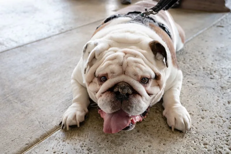 My dog is breathing fast. Should I be worried?