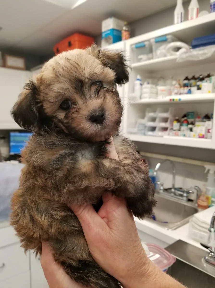Vet Lab for Dogs in Goleta