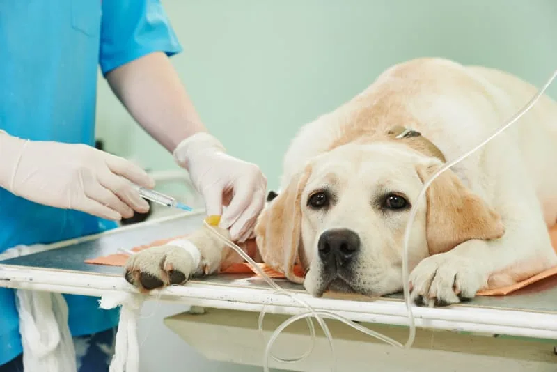 Surgery in Dogs: Everything You Need to Know