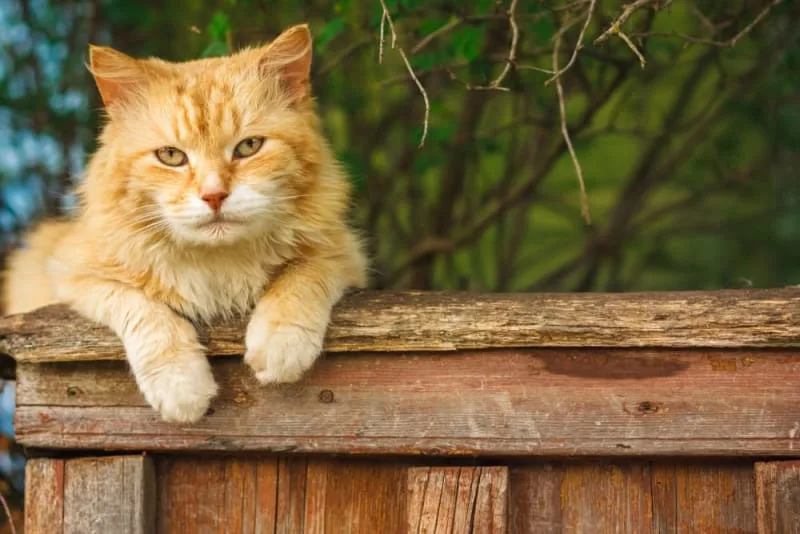 When Is a Cat Considered Senior