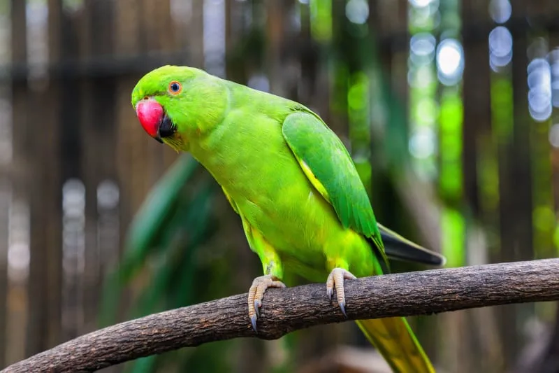 Green Amazon Parrot as Pets: Everything You Need to Know