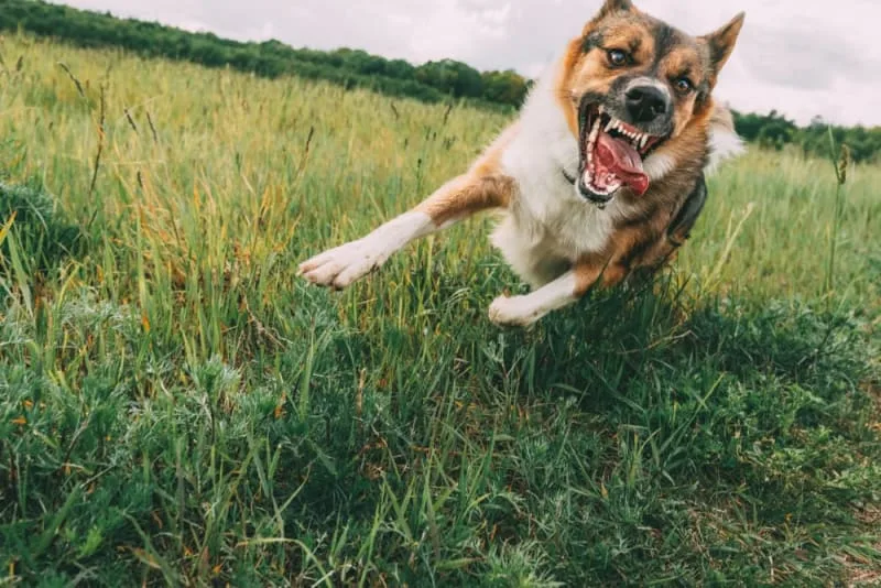 Behavior Problems in Cats & Dogs