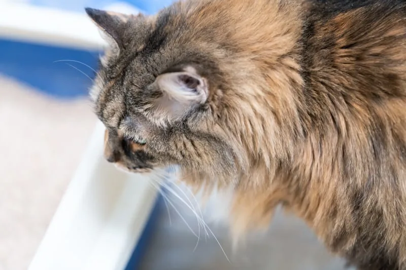 Cat Urinary Tract Infections