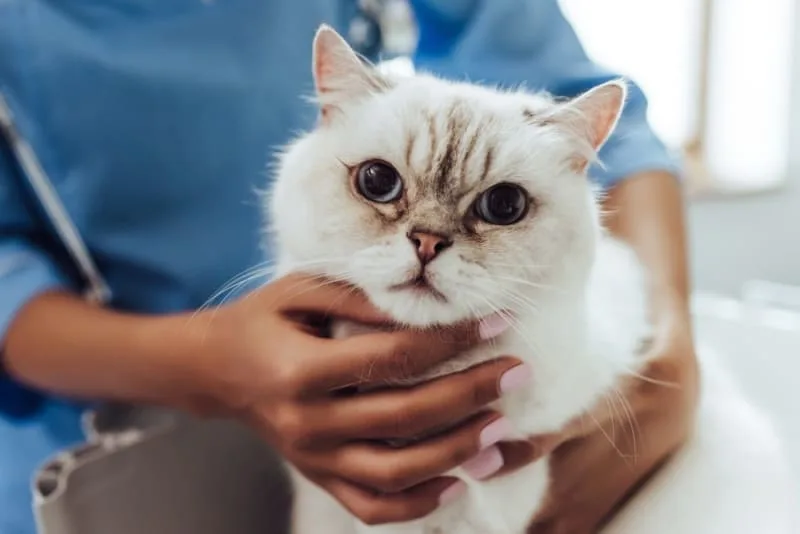 Heavy Bleeding in Cats & Dogs