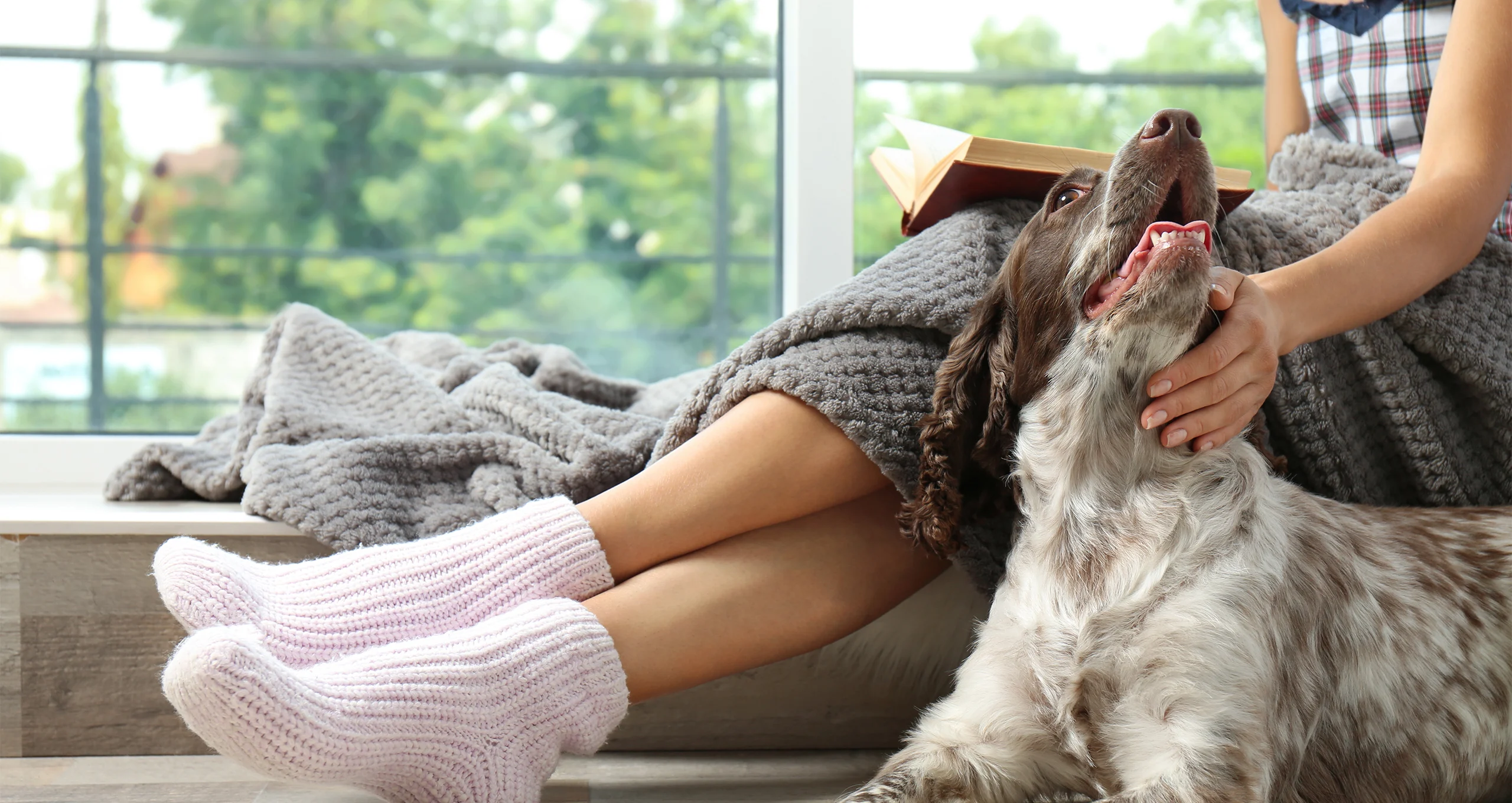 h woman sitting in window reading with english pointer