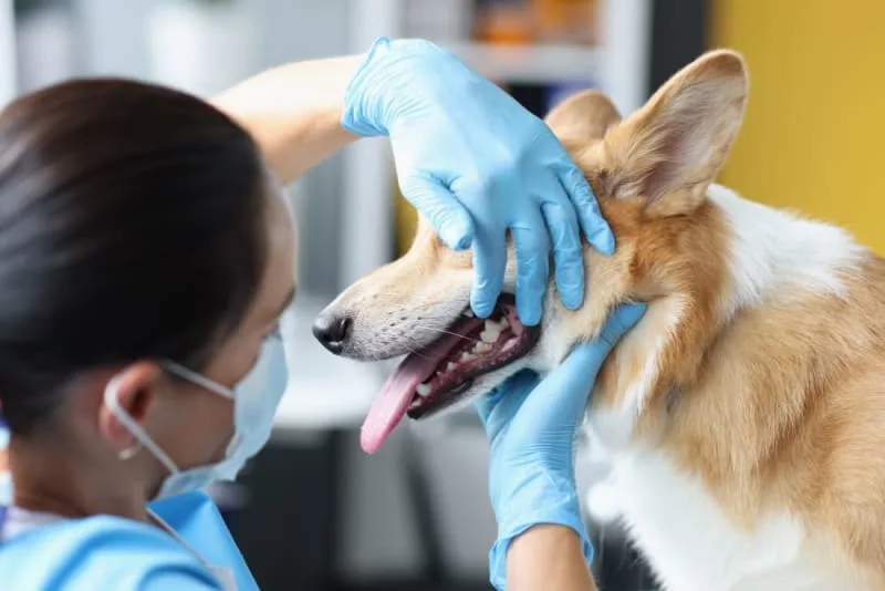 Broken Jaws in Dogs: Causes & Treatments