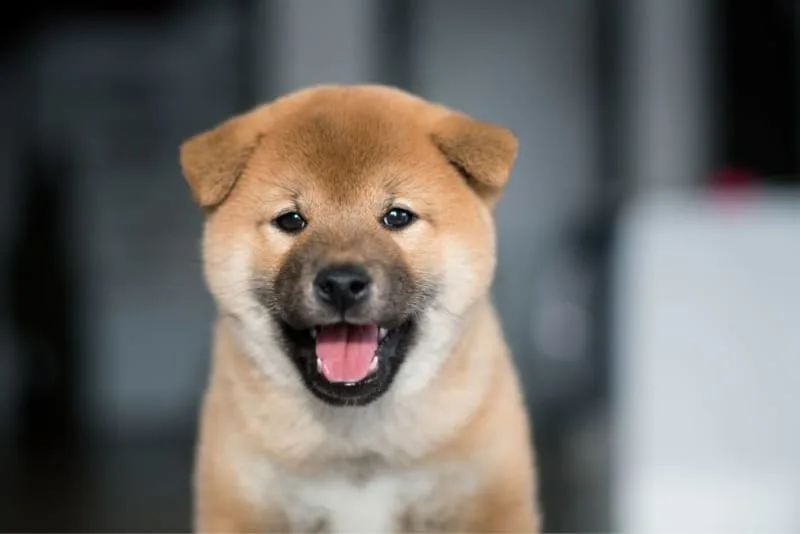 Cavity in Dogs: Causes, Symptoms & Treatment