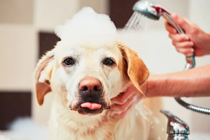 How to Groom an Aggressive Dog