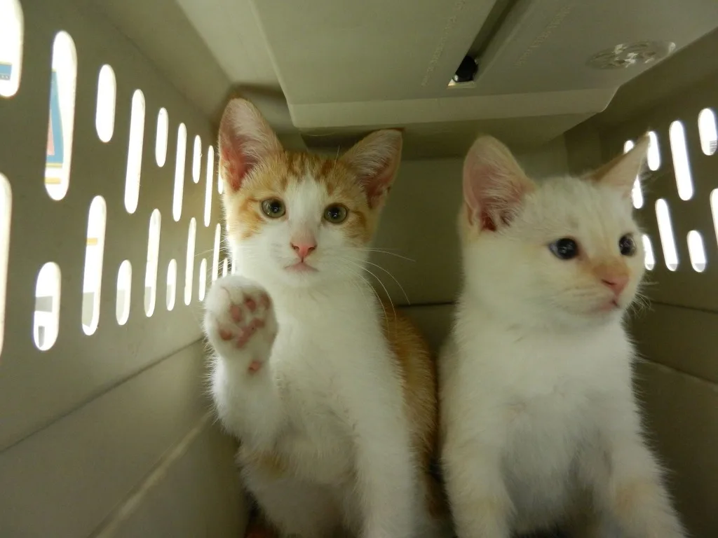 two cats at vet office