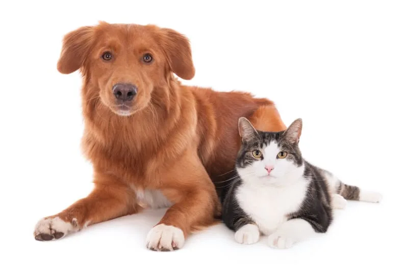 How to Know if You're Experiencing a Pet Emergency