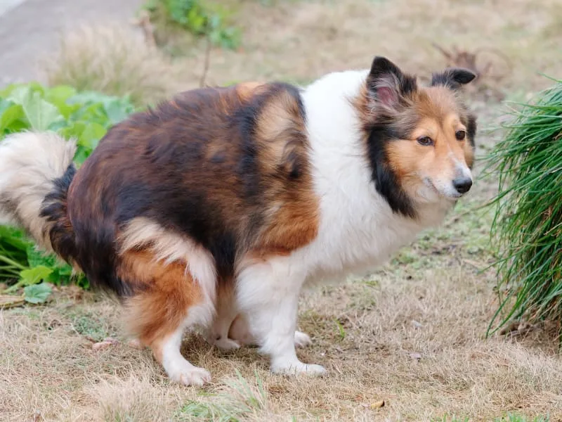 Diarrhea in Dogs: Causes & Treatments
