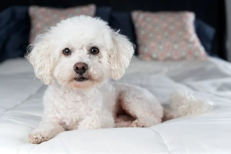 Best Small Family Dogs