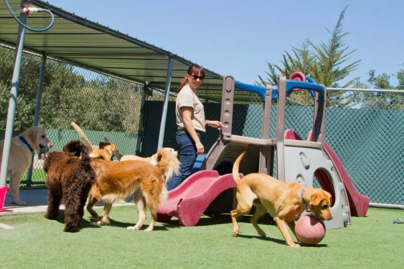 What is Medical Pet Boarding?