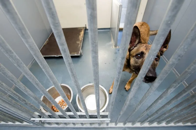 The Best Place to Leave Dogs While on Vacation