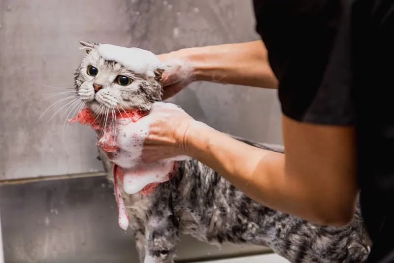 What You Need To Know About Grooming Your Senior Cat