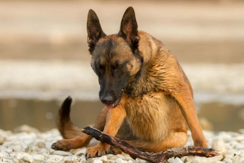 Bordetella in Dogs