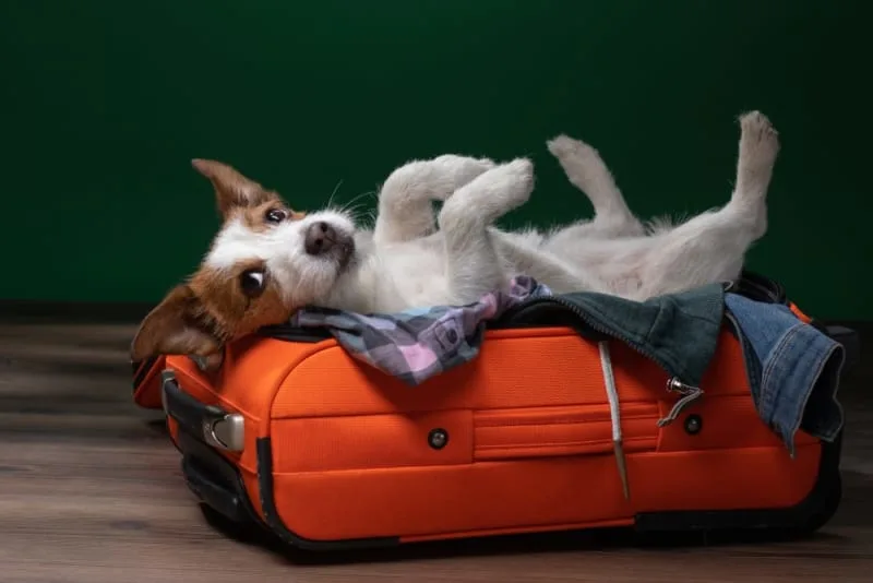 How to Leave Your Dog While You're on Vacation