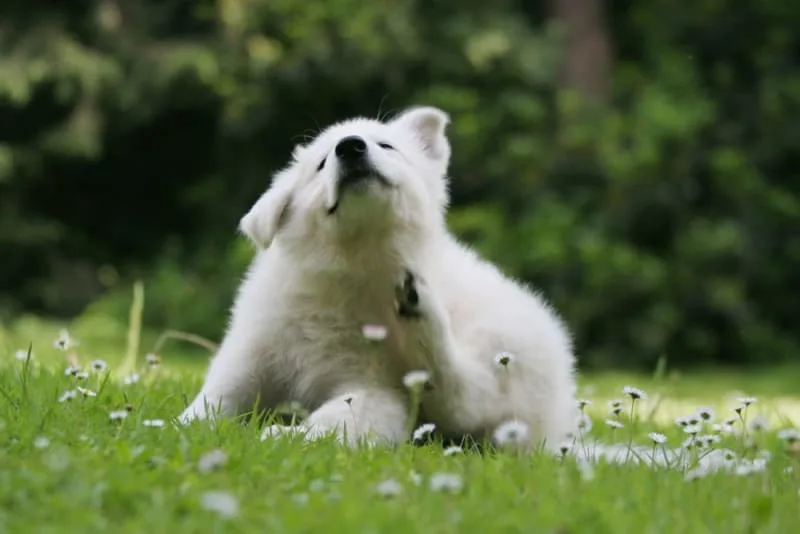How to Help a Dog with Allergic Dermatitis