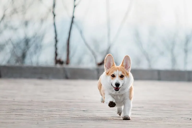 Understanding Your Dog's Blood Tests