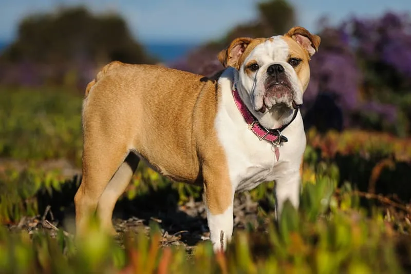 What Could Be Causing Your Dog's Bad Breath?